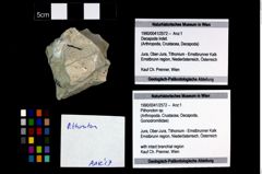 Foto (Objekt + Etikett) von Pithonoton sp.  (NHMW-GEO-1990-0041-2572)